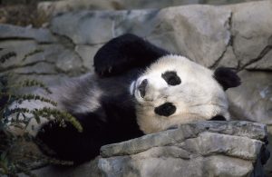 panda-1594138_1280