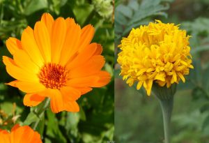 ดาวเรือง, ดาวกระจาย, ดอกไม้สีเหลือง, ดอกไม้กินได้, ดอกไม้ให้สีเหลือง, Marigold, Calendula